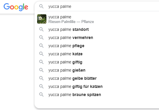 Autofill Ergebnisse bei Google für Yucca Palme. zum Beispiel Yucca Palme Standort etc